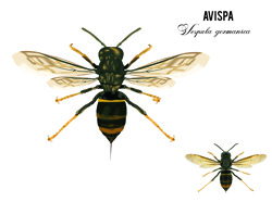 Avispa